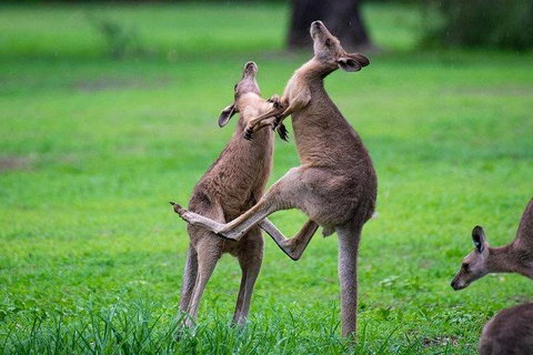 Daintree - Cape Tribulation & Atherton Tablelands Tours From Port Douglas - Find Attractions 14