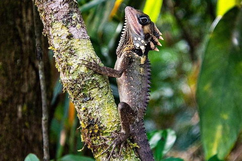 Daintree - Cape Tribulation & Atherton Tablelands Tours From Port Douglas - Find Attractions 7