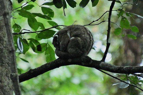 Daintree - Cape Tribulation & Atherton Tablelands Tours From Port Douglas - Find Attractions 11