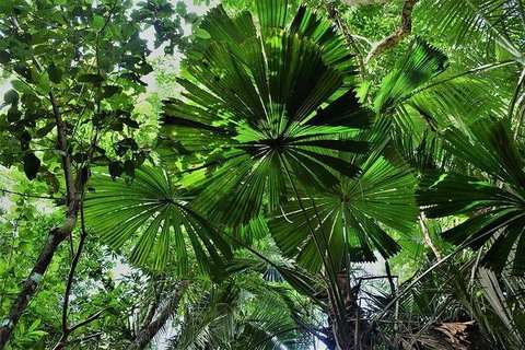 Daintree - Cape Tribulation & Atherton Tablelands Tours From Port Douglas - Find Attractions 22