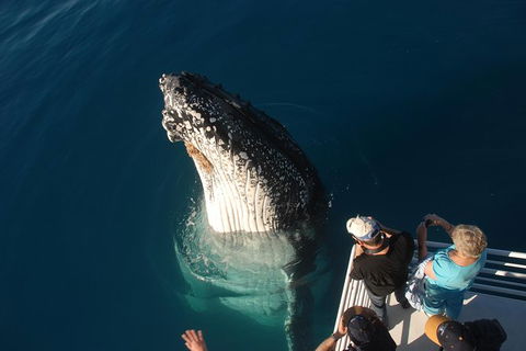 Hervey Bay Whale Watching Experience - Find Attractions 0