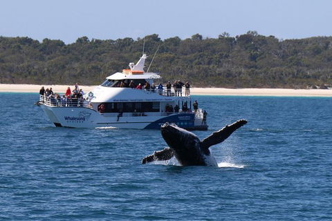Hervey Bay Whale Watching Experience - Find Attractions 4