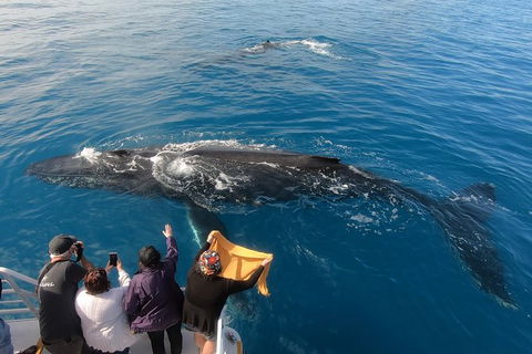 Hervey Bay Whale Watching Experience - Find Attractions 6