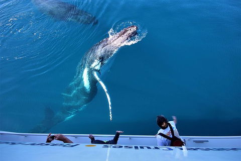 Hervey Bay Whale Watching Experience - Find Attractions 3