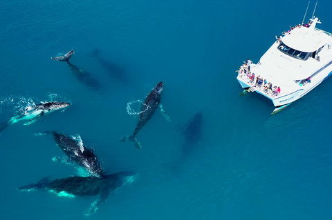 Hervey Bay Whale Watching Experience - Find Attractions 7