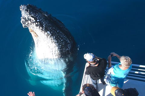 Hervey Bay Whale Watching Experience - Find Attractions 14