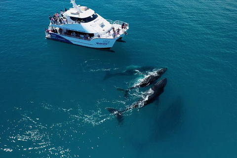 Hervey Bay Whale Watching Experience - Find Attractions 2