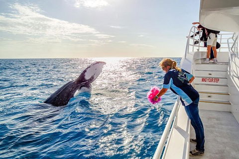 Hervey Bay Whale Watching Experience - Find Attractions 8