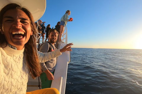 Hervey Bay Whale Watching Experience - Find Attractions 9