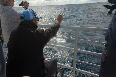 Hervey Bay Whale Watching Experience - Find Attractions 13
