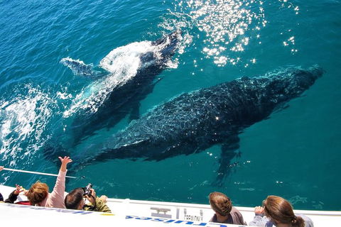Hervey Bay Whale Watching Experience - Find Attractions 12