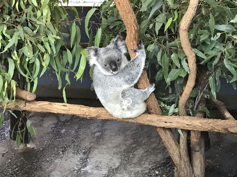 Lone Pine Koala Sanctuary Admission With Brisbane River Cruise - Find Attractions 21