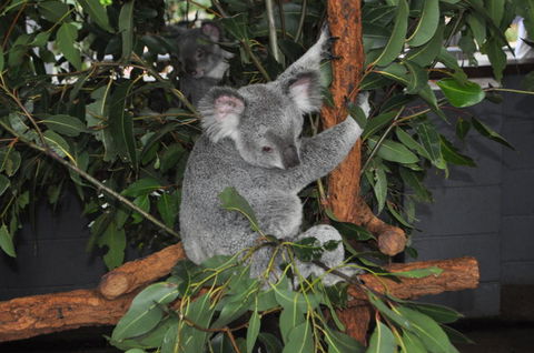 Lone Pine Koala Sanctuary Admission With Brisbane River Cruise - Find Attractions 6