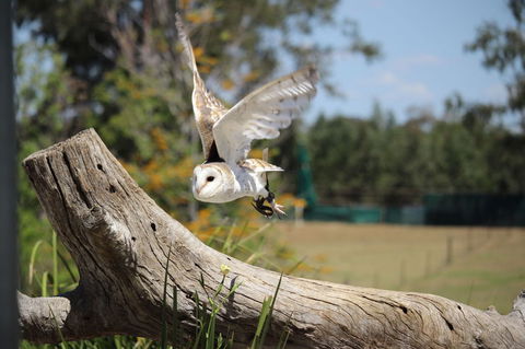 Lone Pine Koala Sanctuary Admission With Brisbane River Cruise - Find Attractions 25