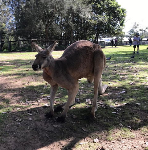 Lone Pine Koala Sanctuary Admission With Brisbane River Cruise - Find Attractions 15