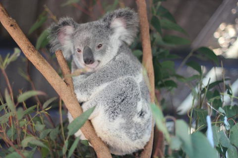 Lone Pine Koala Sanctuary Admission With Brisbane River Cruise - Find Attractions 9