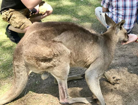 Lone Pine Koala Sanctuary Admission With Brisbane River Cruise - Find Attractions 19