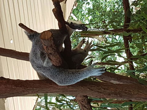Lone Pine Koala Sanctuary Admission With Brisbane River Cruise - Find Attractions 2