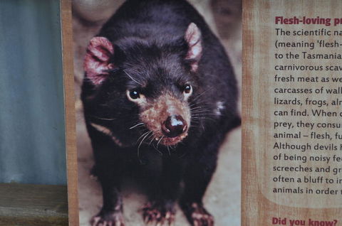 Lone Pine Koala Sanctuary Admission With Brisbane River Cruise - Find Attractions 4