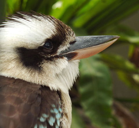 Lone Pine Koala Sanctuary Admission With Brisbane River Cruise - Find Attractions 23