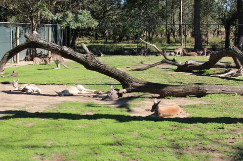 Lone Pine Koala Sanctuary Admission With Brisbane River Cruise - Find Attractions 12