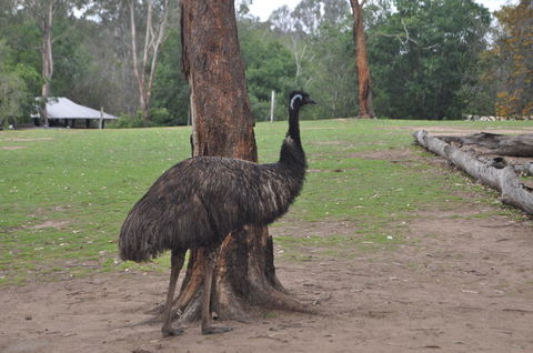 Lone Pine Koala Sanctuary Admission With Brisbane River Cruise - Find Attractions 5