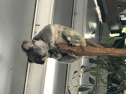 Lone Pine Koala Sanctuary Admission With Brisbane River Cruise - Find Attractions 20
