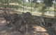 Lone Pine Koala Sanctuary Admission With Brisbane River Cruise - thumb 18