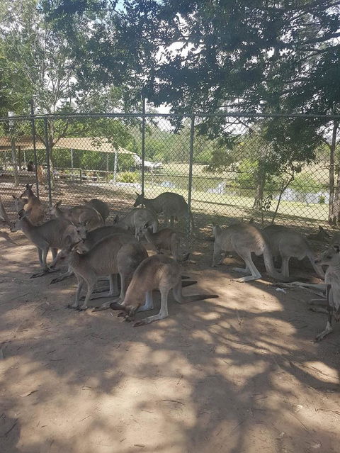 Lone Pine Koala Sanctuary Admission With Brisbane River Cruise - Find Attractions 18