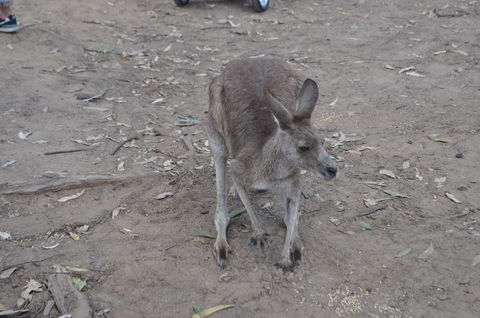 Lone Pine Koala Sanctuary Admission With Brisbane River Cruise - Find Attractions 3