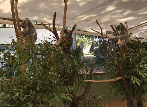 Lone Pine Koala Sanctuary Admission With Brisbane River Cruise - Find Attractions 16