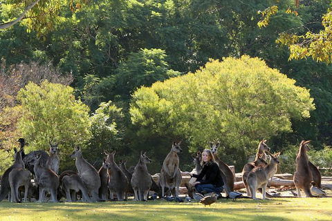 Lone Pine Koala Sanctuary Admission With Brisbane River Cruise - Find Attractions 27