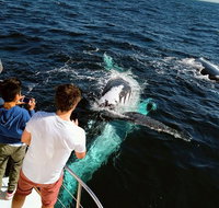 Half-Day Whale Watching and Canal Cruise from Surfers Paradise - Find Attractions