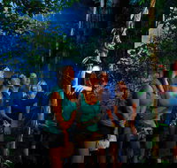 Daintree Rainforest Night Walk from Cape Tribulation - Find Attractions