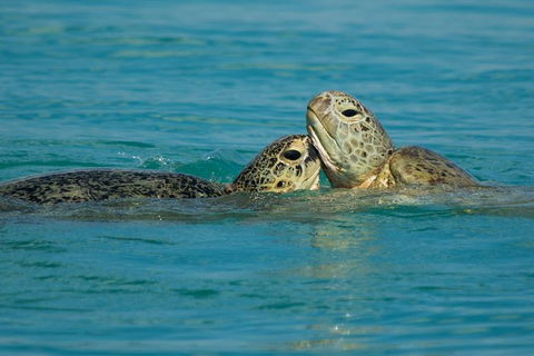 Great Sandy Marine Park Turtle Discovery And Cultural Eco Tour - Find Attractions 7
