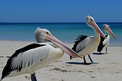 Great Sandy Marine Park Turtle Discovery And Cultural Eco Tour - Find Attractions 4