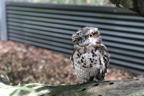Hartley's Crocodile Adventures And Tjapukai Cultural Park Day Trip From Cairns - Find Attractions 1