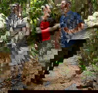 Mossman Gorge Dreamtime Walk and Low Isles Snorkeling and Sailing Cruise - Find Attractions