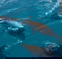 Fraser Island  Dolphin Sailing Adventure - Find Attractions