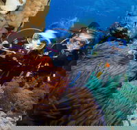 Quicksilver Dive 4 Day PADI Learn to Dive Course - Find Attractions