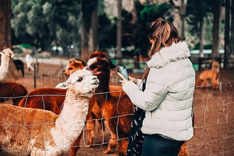 O\'Reilly\'s & Lamington National Park Incl. Alpaca Farm + Vineyard - Find Attractions 4