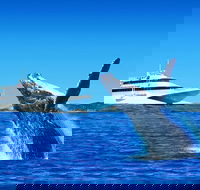 Tangalooma Island Resort Dolphin Viewing Day Cruise with Whale Watching