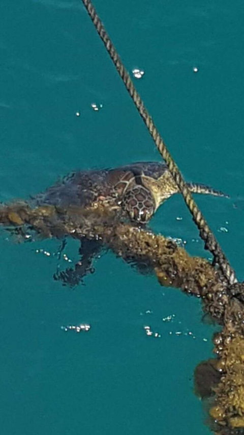 Wavedancer Low Isles Great Barrier Reef Sailing Cruise From Port Douglas - Find Attractions 5