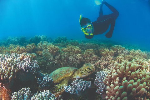 Wavedancer Low Isles Great Barrier Reef Sailing Cruise From Port Douglas - Find Attractions 14