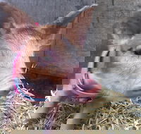 2hr Animal Tour