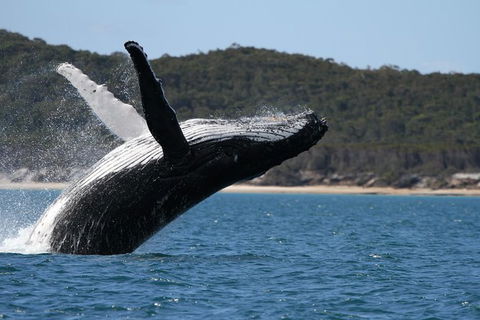 Hervey Bay Ultimate Whale Watching Cruise - Find Attractions 0