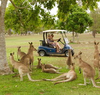 Small-Group Wildlife and Rainforest Tour from Port Douglas - Find Attractions