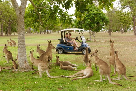 Small-Group Wildlife And Rainforest Tour From Port Douglas - Find Attractions 0