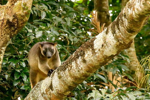 Small-Group Wildlife And Rainforest Tour From Port Douglas - Find Attractions 1