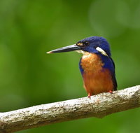 Daintree River Dawn Cruise - Find Attractions